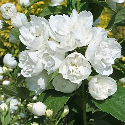 Жасмин махровый  Жасмин махровый в Пскове