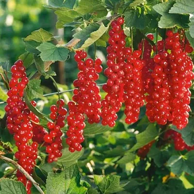 Смородина красная РУДНЕУС в Пскове