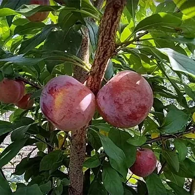 Плуот ГЕО ПРАЙД в Пскове