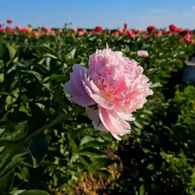 Пион ИМПЕРАТОРСКАЯ НАЛОЖНИЦА древовидный в Пскове