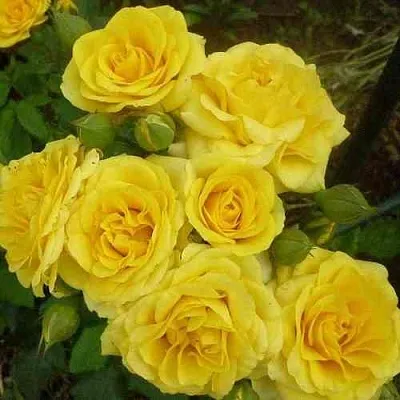 Саженцы роз ЕЛЛОУ БЭЙБИ спрей в Пскове