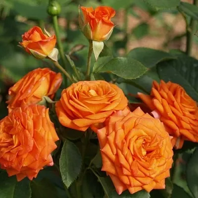 Саженцы роз БЕЙБ спрей в Пскове