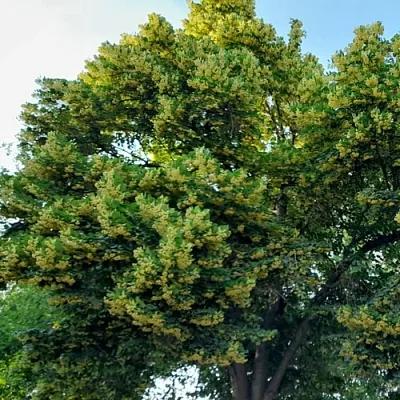 Липа в Пскове