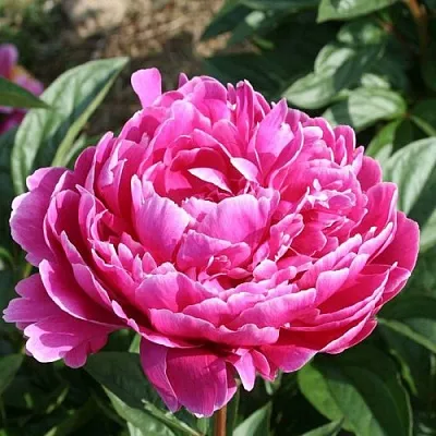 Пион СЕБАСТЬЯН МААС травянистый  Пион СЕБАСТЬЯН МААС травянистый в Пскове