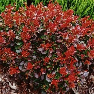 Барбарис КАРМЕН тунберга  Барбарис КАРМЕН тунберга в Пскове