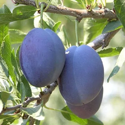 Слива СТЭНЛИ  Слива СТЭНЛИ в Пскове