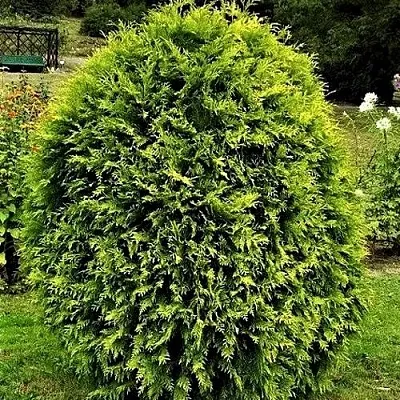 Туя ТИП ТОП западная  Туя ТИП ТОП западная в Пскове