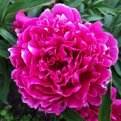 Пион КАРЛ РОЗЕНФЕЛЬД травянистый  Пион КАРЛ РОЗЕНФЕЛЬД травянистый в Пскове