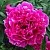 Пион КАРЛ РОЗЕНФЕЛЬД травянистый в Пскове