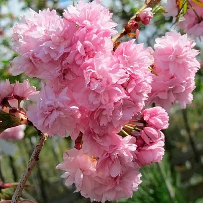 Сакура КИКУ ШИДАРЕ  Сакура КИКУ ШИДАРЕ в Пскове