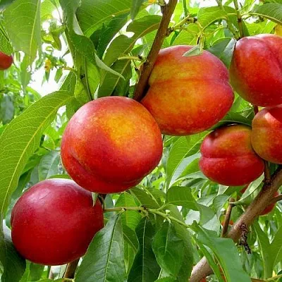 Нектарин ХАРБЛЕЙЗ в Пскове