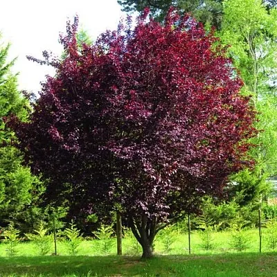 Слива НИГРА растопыреная   Слива НИГРА растопыреная  в Пскове