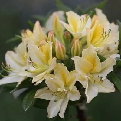 Азалия ДАВИЗИ листопадная  Азалия ДАВИЗИ листопадная в Пскове