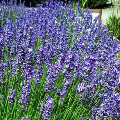 Лаванда ФЕНОМЕНАЛ узколистная  Лаванда ФЕНОМЕНАЛ узколистная в Пскове