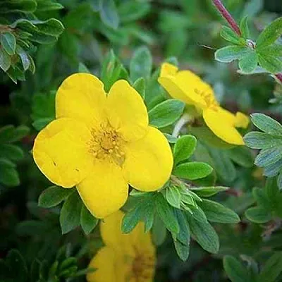 Лапчатка ГОЛДСТАР кустарниковая  Лапчатка ГОЛДСТАР кустарниковая в Пскове