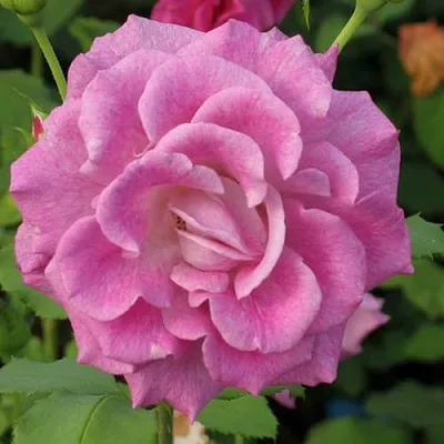 Саженцы роз ВИОЛЕТТА чайно-гибридная в Пскове