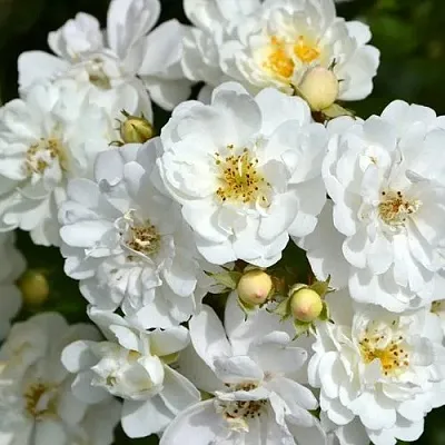 Саженцы роз ГИРЛЯНДА ДЕ АМУР мускусная в Пскове