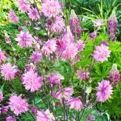 Аквилегия БАРЛОУ ПИНК гибрид МакКаны — описание сорта Аквилегия БАРЛОУ ПИНК гибрид МакКаны в Пскове