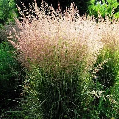 Молиния ФОНТЕЙН тростниковая в Пскове