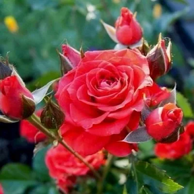 Саженцы роз МИДЖЕТ спрей в Пскове