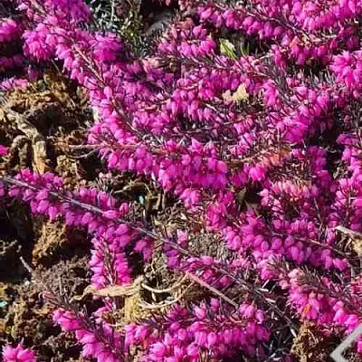 ЭРИКА "АЛЬПИЙСКИЙ ВЕРЕСК" (зимующая) сорт АТРОРУБРА  ЭРИКА "АЛЬПИЙСКИЙ ВЕРЕСК" (зимующая) сорт АТРОРУБРА в Пскове