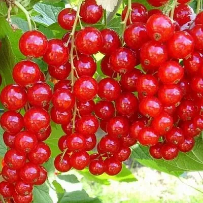 Смородина красная ФЕРТОДИ в Пскове