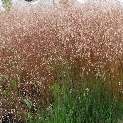 Щучка извилистая в Пскове