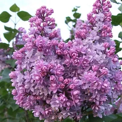 Сирень КОЛХОЗНИЦА в Пскове