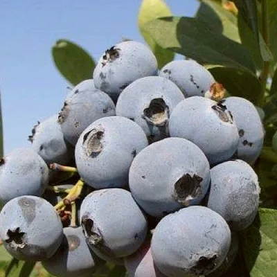 Голубика ЦУКЕР ТРАУБЕ в Пскове