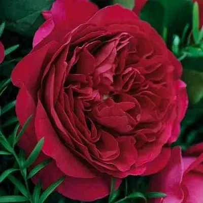 Саженцы роз КЕЙТ английская в Пскове