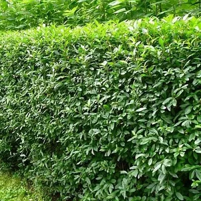 Бирючина обыкновенная  Бирючина обыкновенная в Пскове