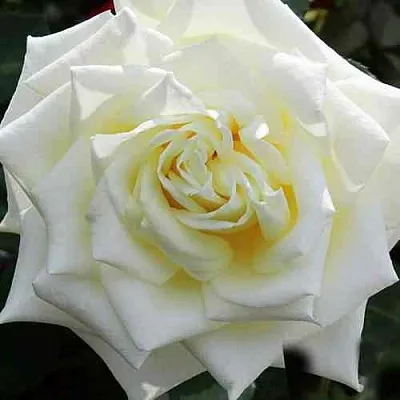 Саженцы роз МАЧО чайно-гибридная в Пскове