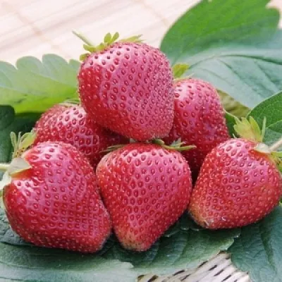 Клубника ВИМА КСИМА  Клубника ВИМА КСИМА в Пскове