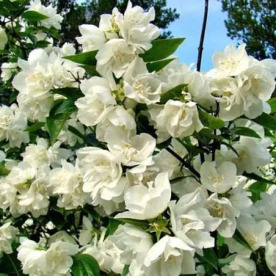 Жасмин ДЕНИСКИНЫ РАССКАЗЫ  Жасмин ДЕНИСКИНЫ РАССКАЗЫ в Пскове