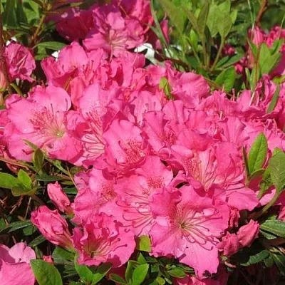 Азалия КИРСТИН японская  Азалия КИРСТИН японская в Пскове