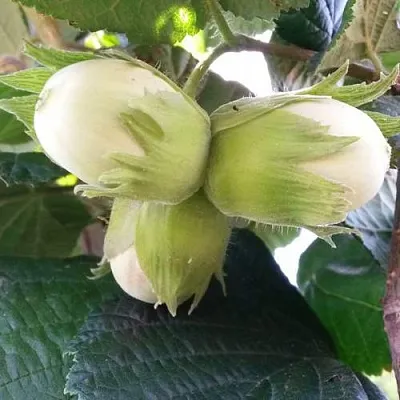 Фундук ЮННАТ  Фундук ЮННАТ в Пскове