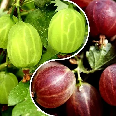 Комплект СКАЗКА в Пскове