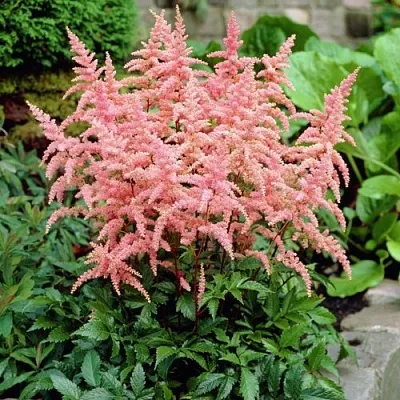 Астильба БРЕССИНГЕМ БЬЮТИ Арендса  Астильба БРЕССИНГЕМ БЬЮТИ Арендса в Пскове