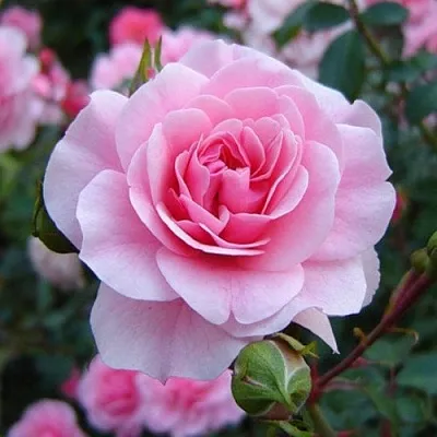 Саженцы роз БОНИКА флорибунда  Саженцы роз БОНИКА флорибунда в Пскове