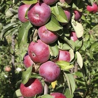 Яблоня ЕСЕНИЯ колонновидная  Яблоня ЕСЕНИЯ колонновидная в Пскове