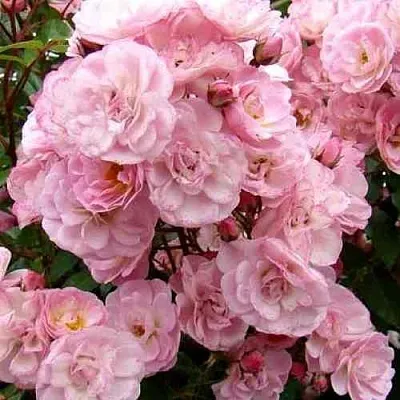 Саженцы роз ХЕВЕНЛИ ПИНК мускусная в Пскове