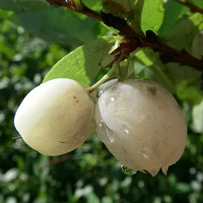 Голубика СНЕГУРОЧКА в Пскове