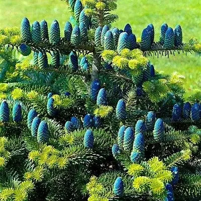 Пихта корейская   Пихта корейская  в Пскове