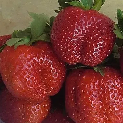 Клубника ДЕСТЕНИ  Клубника ДЕСТЕНИ в Пскове