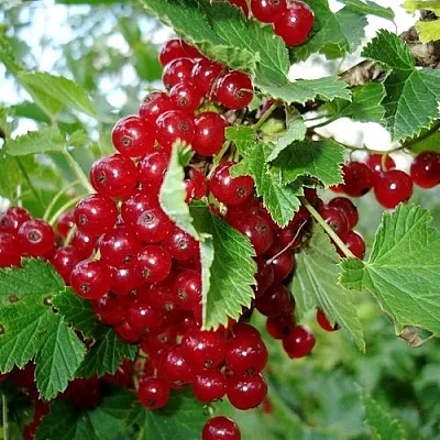 Смородина красная ГОЛЛАНДСКАЯ КРАСНАЯ в Пскове