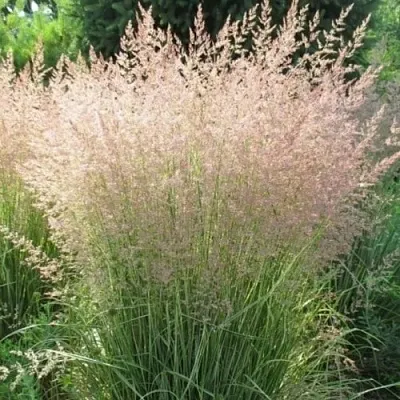 Вейник ОВЕРДАМ остроцветковый  Вейник ОВЕРДАМ остроцветковый в Пскове