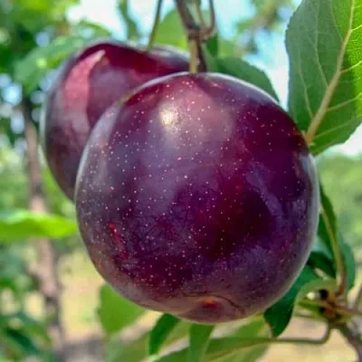 Слива АНЖЕЛИНО в Пскове