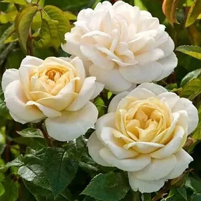 Саженцы роз ДЖЕЙ ПИ КОННЕЛ шраб в Пскове