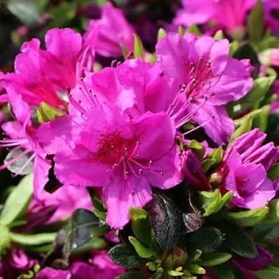 Азалия КЕНИГШТАЙН японская  Азалия КЕНИГШТАЙН японская в Пскове