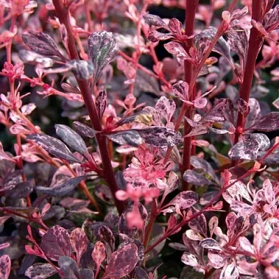 Барбарис АРЛЕКИН тунберга  Барбарис АРЛЕКИН тунберга в Пскове